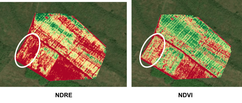 NDRE vs NDVI