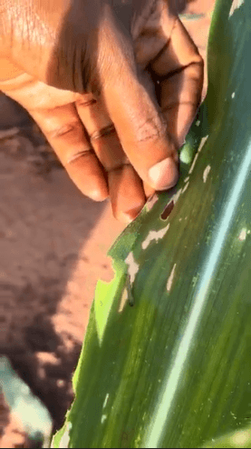 Affected maize crop