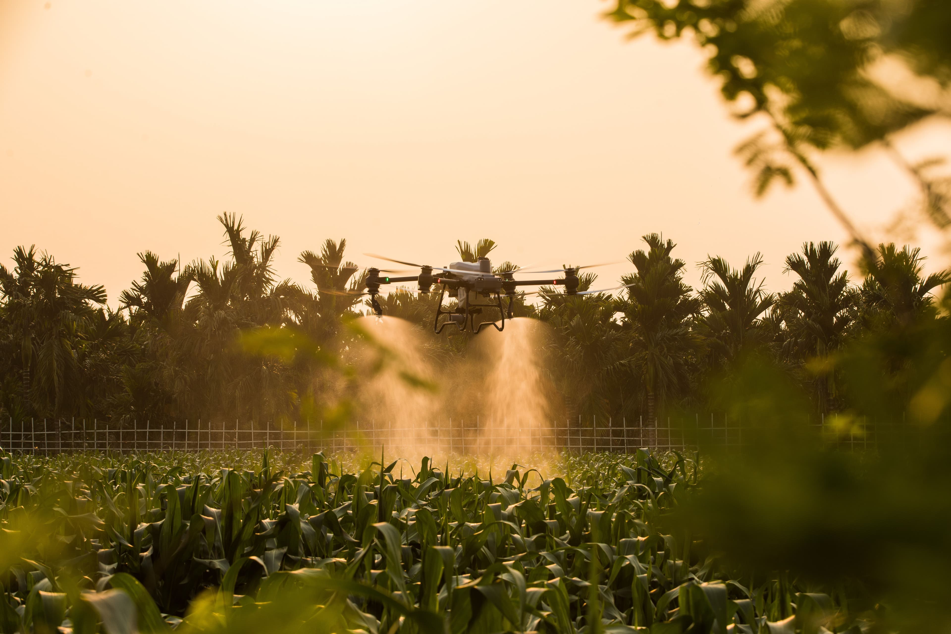 T50 Agras Drone Spraying